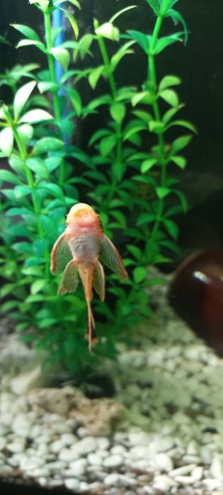 Продаётся Анциструс вуалевый