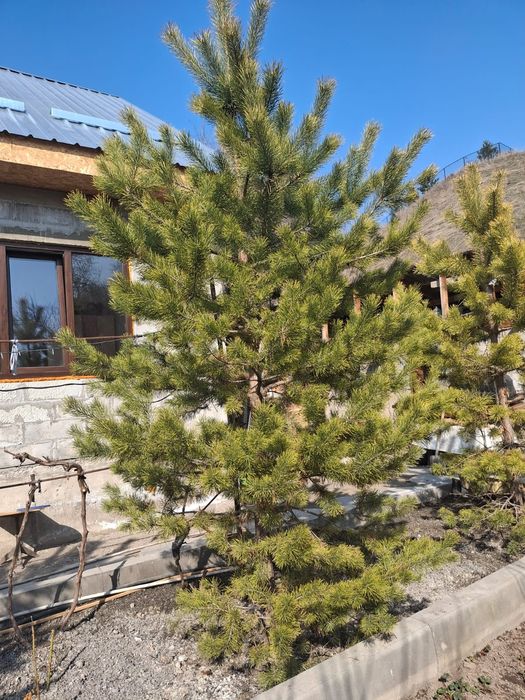 Продам сосны высота от 3 метров находятся в Талгареов