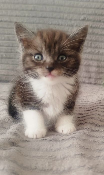 Отдам котят 2 мальчика 2 девочкт