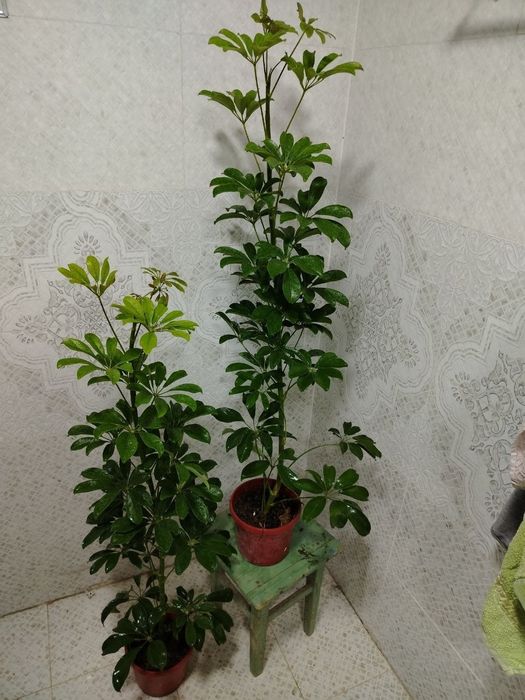 Продажа комнатных цветов, Ташкент, Gullar sotiladi, Gul