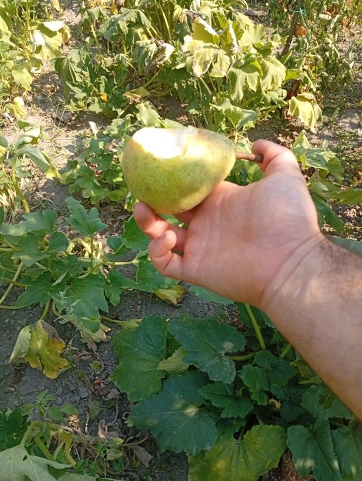 Vând pere Bio delicioase