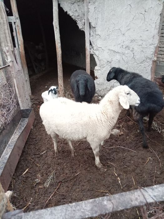 Xona bola qo'ylar, hamda qo'chqor sotiladi.