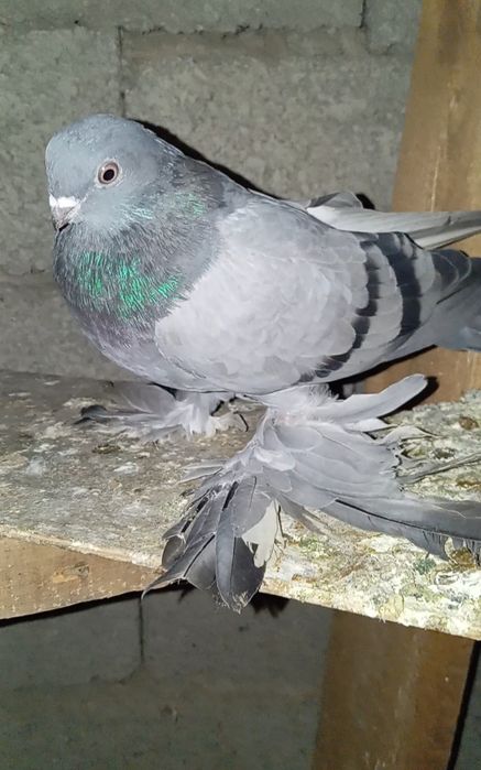 Голуби животные птицы