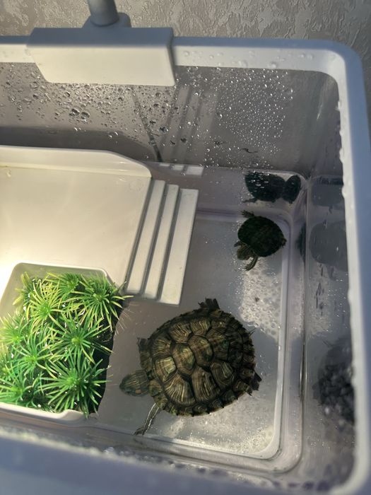 Красноухие черепашки