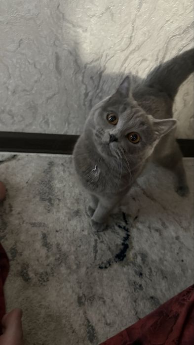 Mushuk 1 yoshli qizbola strayt sotladi
