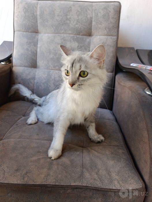 Отдам бесплатно серебристую кошку