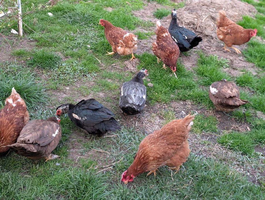 oua rata leseasca (muta) pentru incubare