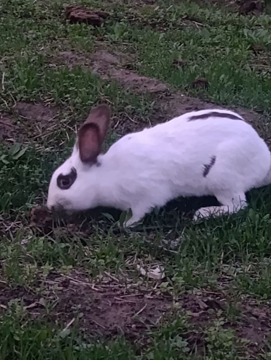 Babichka quyon sotiladi