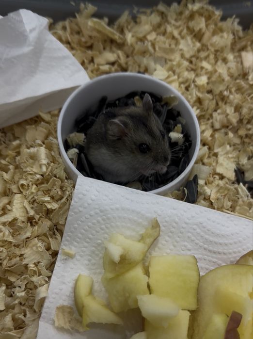 Джунгарский хомяки продаются