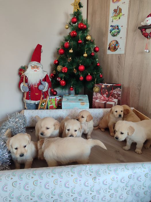 Голдън  ретривър