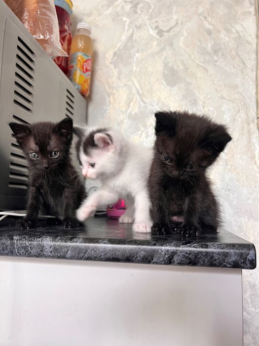 Котята полтора месяца