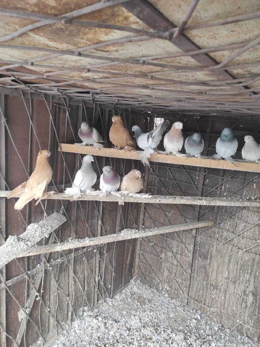 Продам хороших голубей с игрой.