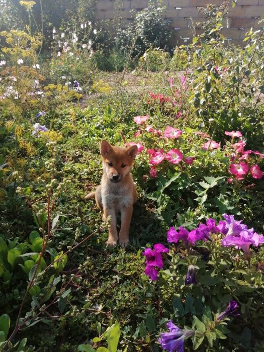 сибочки японские