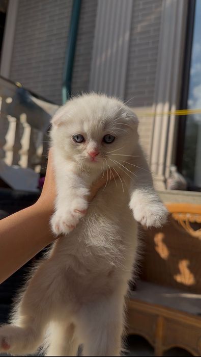 Шотландская шиншила фолд