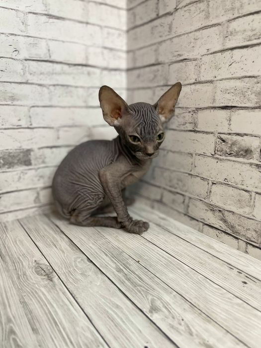 Донские Сфинксы.