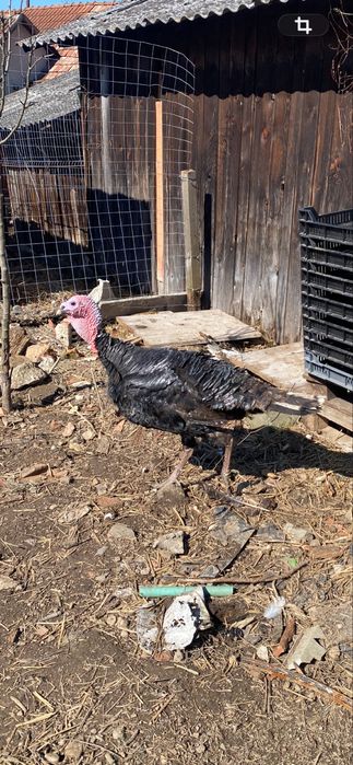 De vanzare pereche de curci de casa