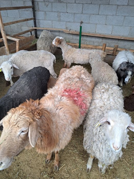 Семиз кой, токты, серкештер сатамыз