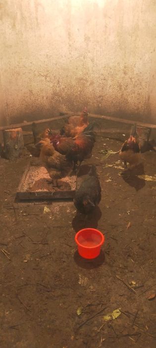 Продам кур порода илюхей