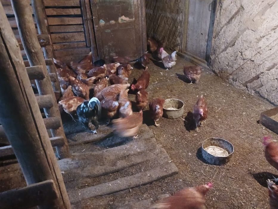 Продаются куры 48 штук