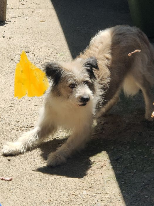 Cățel ciobănesc de 1an
