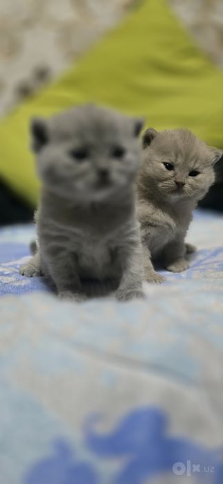 Скоттиш страйт котенки