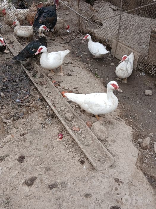 Продаются утки дают яйца
