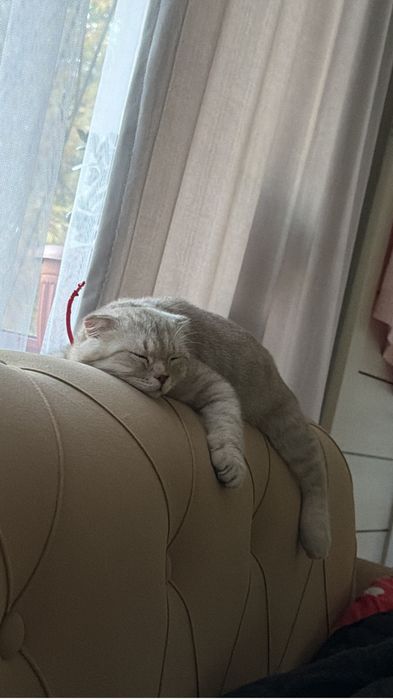 кот весолухий шотландец