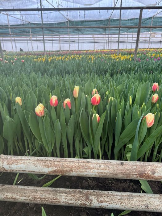 Продам тюльпаны на 8 марта .