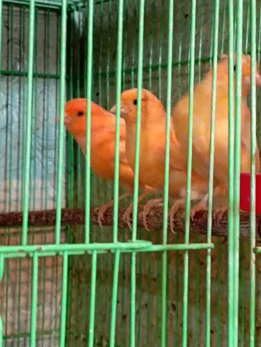 Молодые канарейки