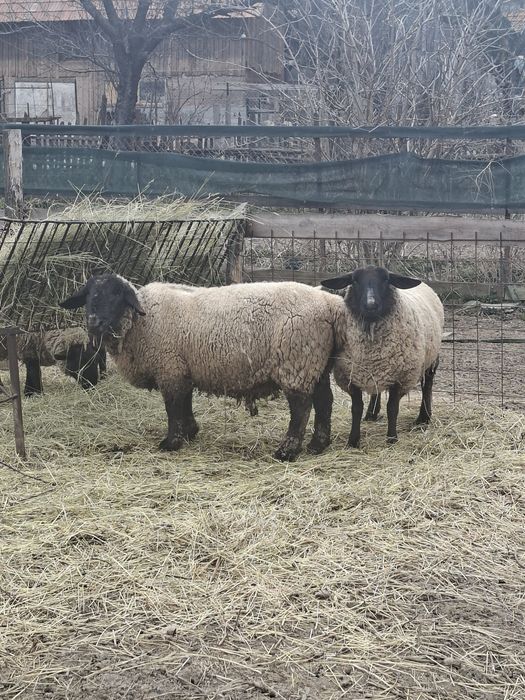 Disponibil berbec si oaie cu doua miele