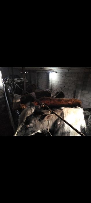 Сиыр бузаумен сатылады