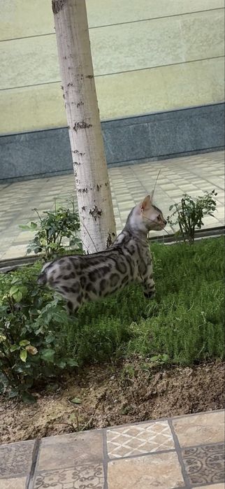 Роскошное Серебро! Чистокровные бенгальские котята