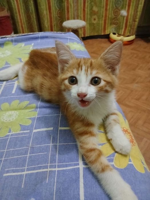 Пристраивается котёнок мальчик