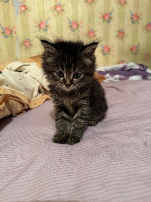 Котята в добрые руки!