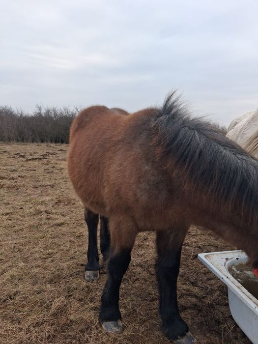 Vând mânz sau schimb cu animale