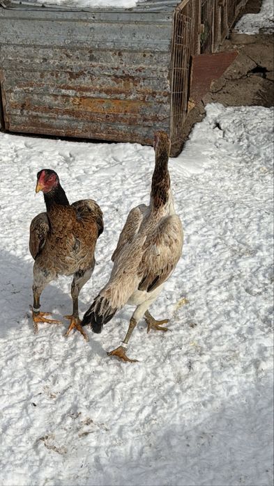 Бойцовые курочки шамо микс даканы куры