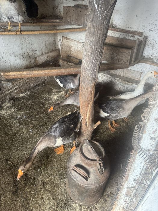 Продам гусей        .