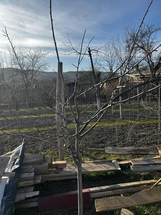 Taiere pomi fructiferi