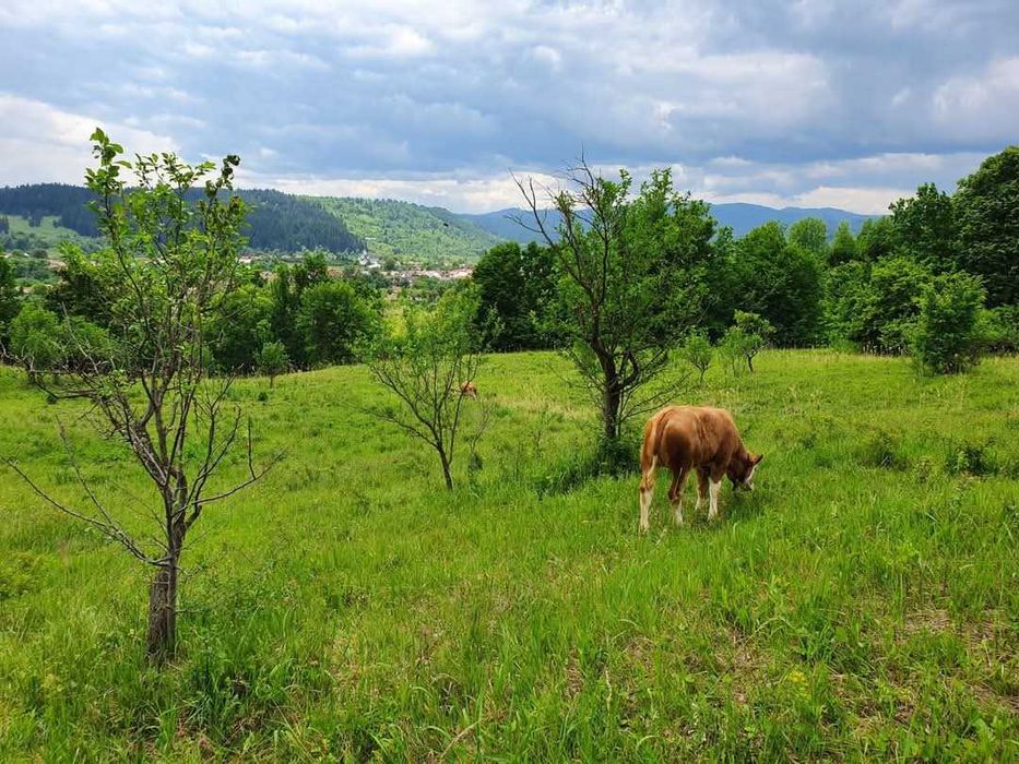 24.500mp - TEREN INVESTIȚII-1.6€/ mp Camping/Pensiune/Turism PANORAMĂ