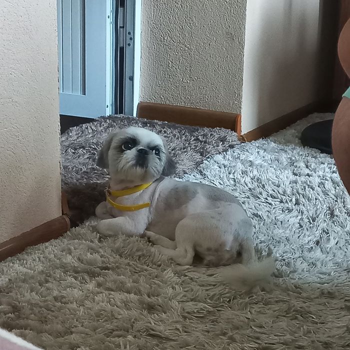 Продаётся: Очаровательная милашка - собачка