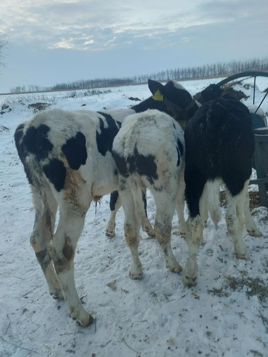 Vând 3 tăurași. .