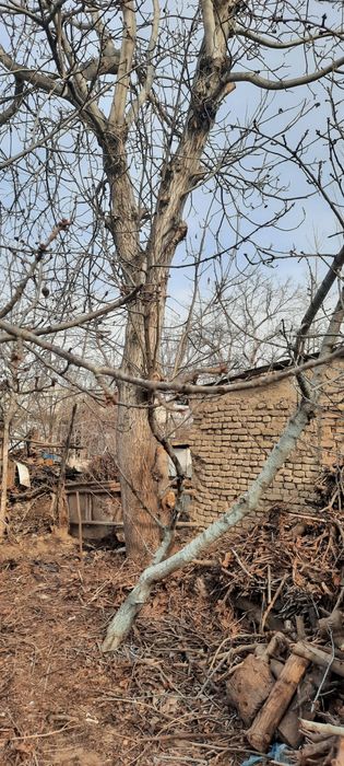 Ёнког дарахти сотилади нархи 2 млн