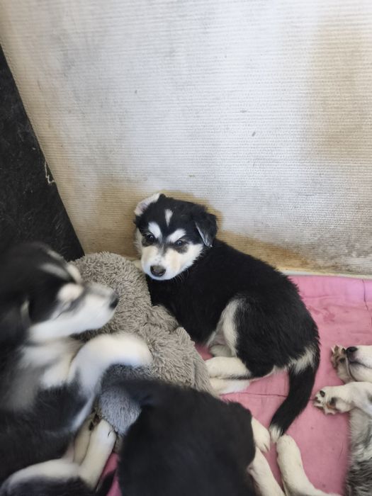 Бесплатно отдам щенков