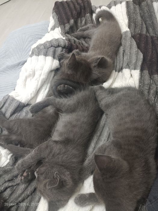 Котята, пепельные, 3 девочки