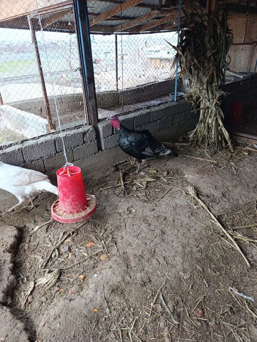 Продам индюков местные