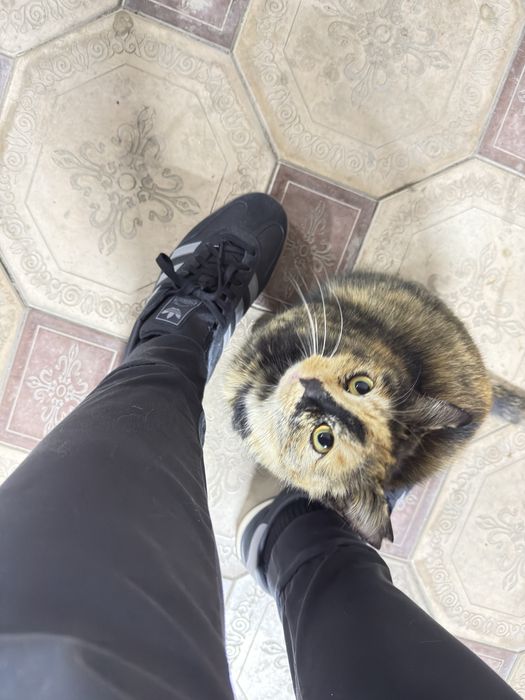 Кошки в добрые и спокойные руки