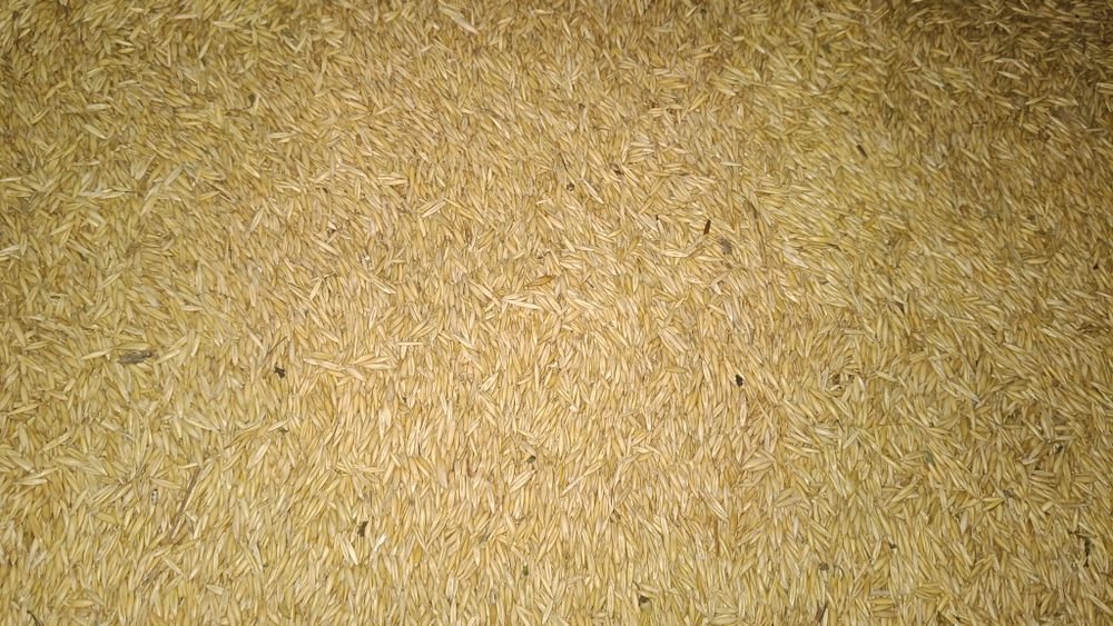 Vând ovăz producție 2025