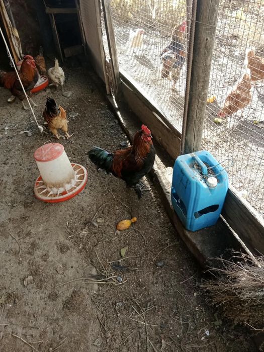 Продам  здоровых, ухоженых , домашних петухов