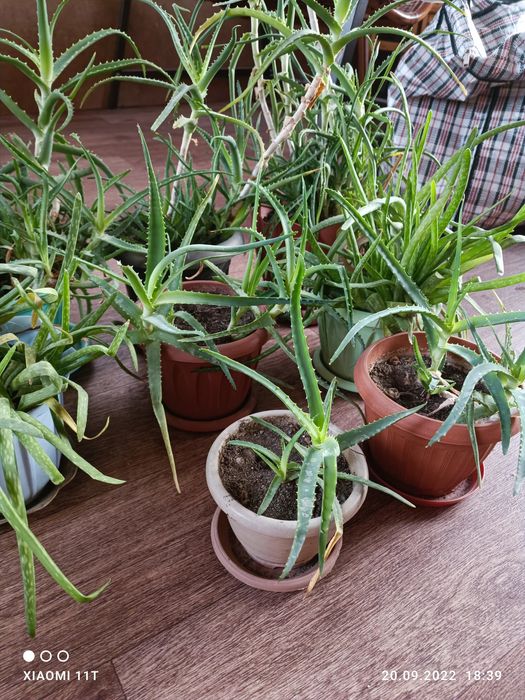 Спешите приобрести алоэ.