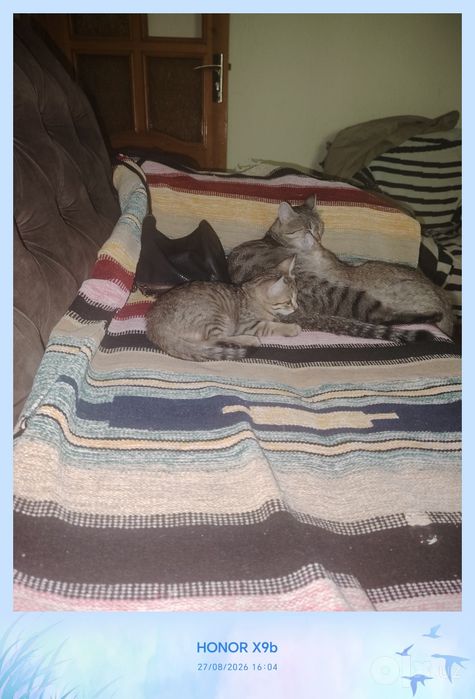 Котики беспородные